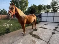 Kanca, Haflinger — 2. fotó