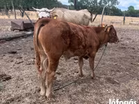 Bika, Simmental cattle — 2. fotó