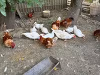 Ducks — 1-сурет