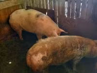 Säue, Schweine — Foto 5