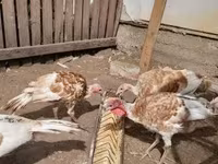 Turkeys — foto 1