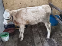 Tehén, Latvian Blue cattle — 2. fotó