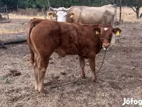 Bika, Simmental cattle — 1. fotó