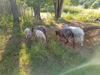 Nőstény kecske, Kejobong goat — 2. fotó