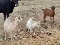 Cabra, Nubian Goat — foto 6