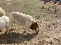 Kos, Dorper sheep — 6. fotó