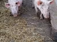 公猪, Pigs — 照片 4