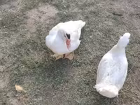 Ducks — الصورة 2