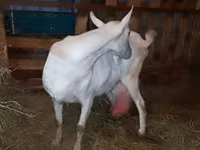 Nőstény kecske, Saanen goat — 7. fotó