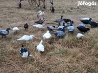Ducks — फ़ोटो 1