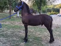 घोड़ा, Friesian — फ़ोटो 1
