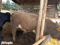 Toro, Simmental cattle — foto 5