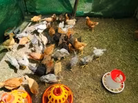 Chickens — foto 2