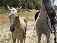 فرس, Lipizzaner — الصورة 3