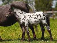 فرس, American shetland pony — الصورة 3