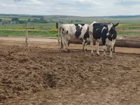 بقرة, Russian Black pied cattle — الصورة 4