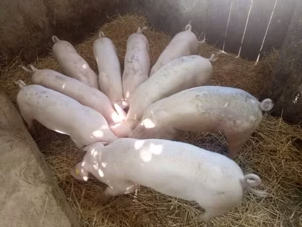 मादा सूअर, 