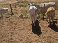ثور, Charolais cattle — الصورة 7