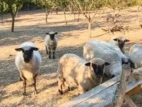 Kos, Shroshire sheep — 2. fotó
