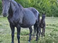 母马, Nonius horse — 照片 2