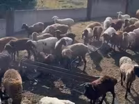 Ovce, Romanov sheep — foto 8