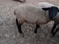 Kos, White Suffolk sheep — 2. fotó