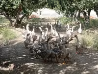 Geese — फ़ोटो 2