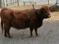 Vaca, Highland — foto 5