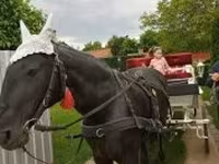 Kanca, Nonius horse — 4. fotó