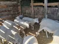 母羊, Sheep — 照片 4