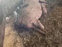 母猪, Pigs — 照片 8