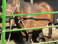 Jument, Chevaux — photo 1