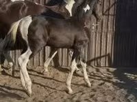 حصان, Dutch warmblood horse — الصورة 1