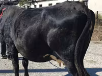 Vaca, Bovinos — foto 6