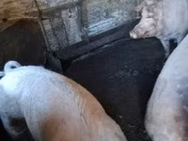 母猪, Pigs