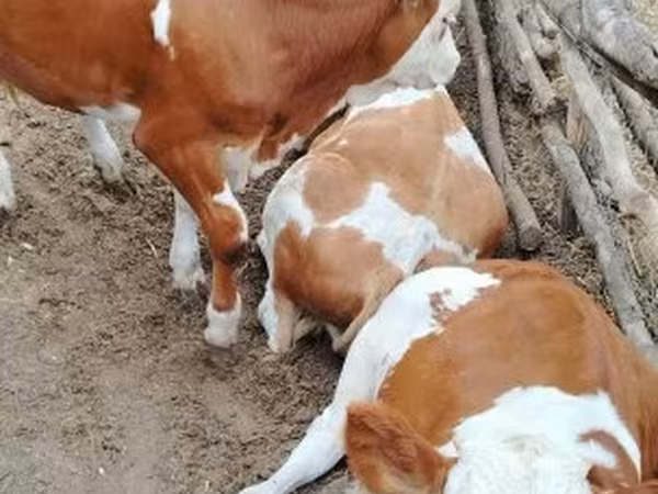 Bulle, Holstein-Rasse