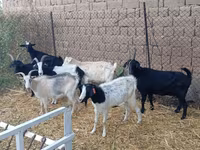 Bak, Saanen goat — 3. fotó