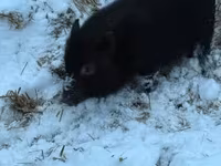 Boar, Вьетнамская вислобрюхая — photo 2