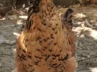 Chickens — 照片 1