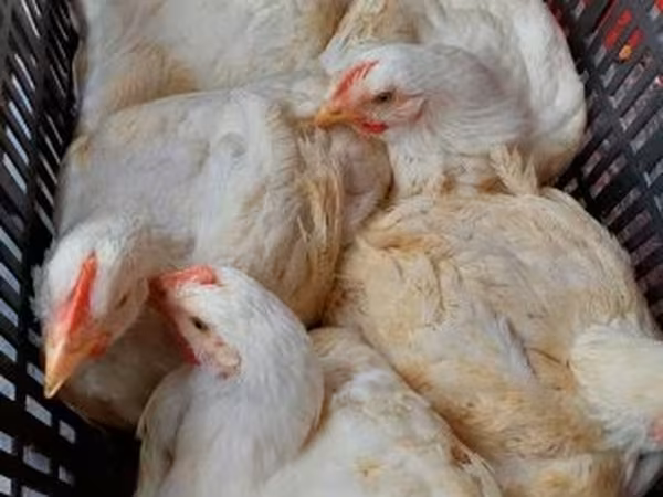 Chickens — Hungary