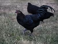 Australorp — photo 4