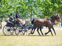 Айғыр, Hungarian horse breed — 1-сурет