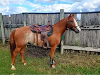 Hing, Quarter Horse — 7. fotó