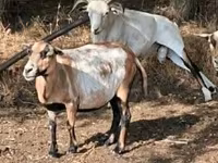 Oveja, Cameroon sheep — foto 2