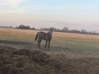公马, Nonius horse — 照片 4