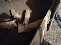 Pigs (batch, sex not specified), Мангалица — photo 2