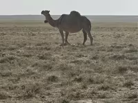 Camellos (lote, sexo no especificado), Anafi camel — foto 1