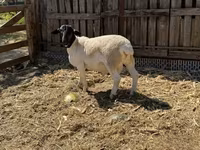 公羊, Dorper sheep — 照片 5