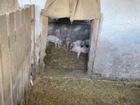 Süldőanya, Sertések — 5. fotó