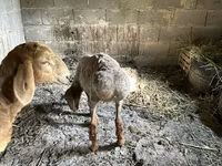 Juh, Katum sheep — 4. fotó
